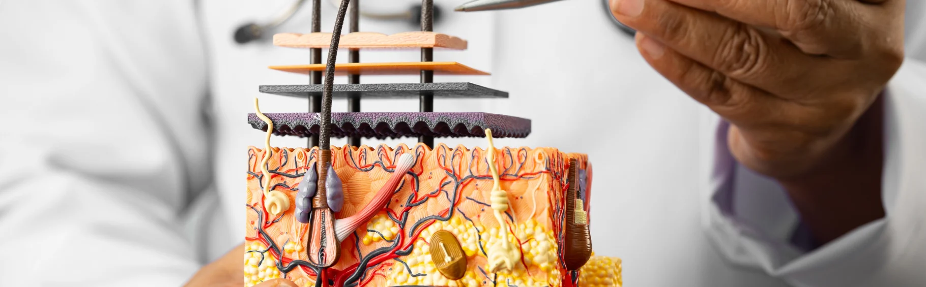 Особенности строения волоса человека